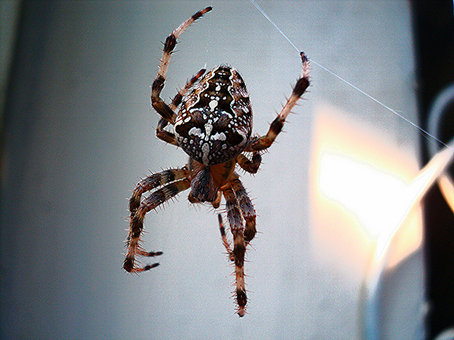 8550903129_0fa98d9f0f_z